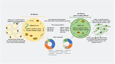 Contents of exosomes derived from adipose tissue and their regulation on inflammation, tumors, and diabetes